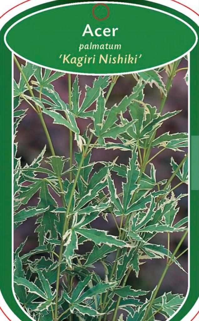 Japanse Esdoorn - Acer Palmatum Kagiri Nishiki, Tuin en Terras, Planten | Bomen, Overige soorten, 100 tot 250 cm, Halfschaduw