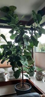 Mega Grote Vioolplant - 2.5m Hoog!, Huis en Inrichting, Ophalen, Halfschaduw