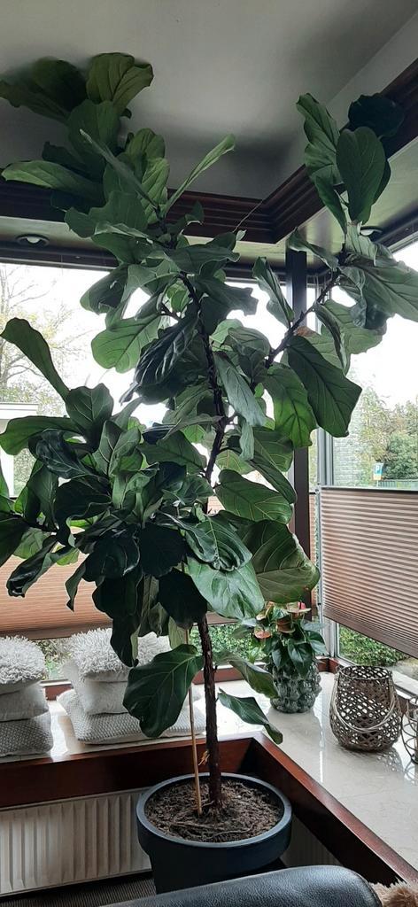 Mega Grote Vioolplant - 2.5m Hoog!, Huis en Inrichting, Kamerplanten, Halfschaduw, Ophalen