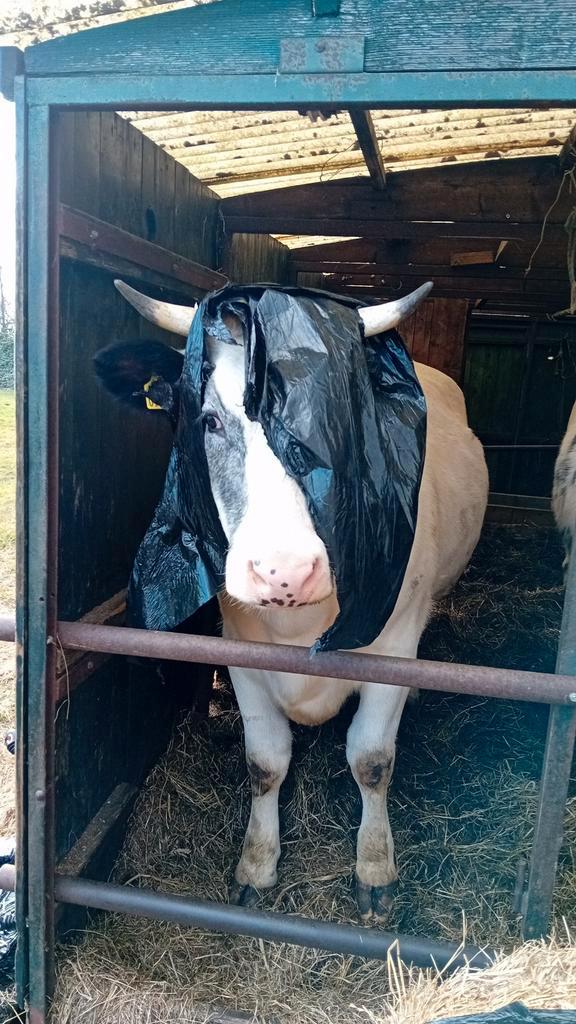 Stal gezocht, Dieren en Toebehoren, Stalling en Weidegang, Stalling