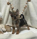 Pomchi pup reutje 🐻🐾💙 reu puppy pomeriaan x chihuahua, Dieren en Toebehoren, Honden | Chihuahua's en Gezelschapshonden, Rabiës (hondsdolheid)