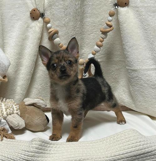 Pomchi pup reutje 🐻🐾💙 reu puppy pomeriaan x chihuahua, Dieren en Toebehoren, Honden | Chihuahua's en Gezelschapshonden, Reu