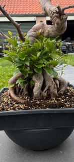 Bonsai Ficus retusa, Vaste plant, Bloeit niet, Halfschaduw, Ophalen