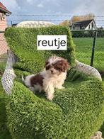 Te koop mooie speelse boomer pups, Dieren en Toebehoren, Overige rassen, CDV (hondenziekte), 8 tot 15 weken, Meerdere