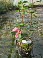 Camelia Spring Festival ca. 80 cm hoog, Tuin en Terras, Planten | Struiken en Hagen, Ophalen of Verzenden, Overige soorten, Struik