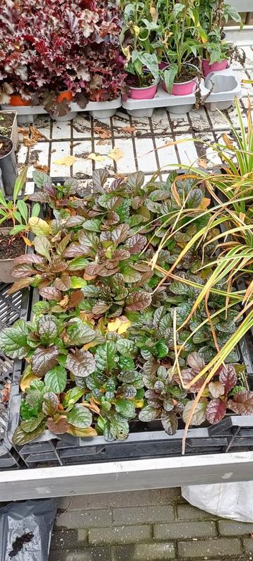 Ajuga reptans Atropurpurea (kruipend zenegroen) beschikbaar voor biedingen