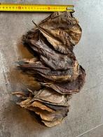 Catappa bladeren, indian almond leaves, Ophalen of Verzenden, Zo goed als nieuw, Plant(en), Steen of Hout