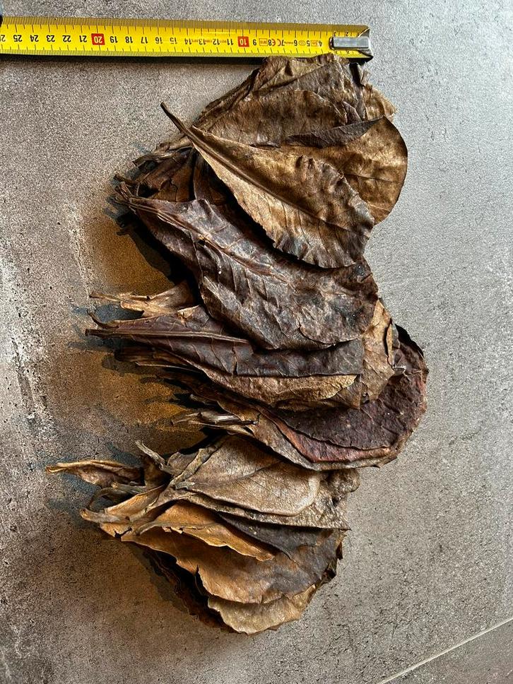 Catappa bladeren, indian almond leaves, Dieren en Toebehoren, Vissen | Aquaria en Toebehoren, Zo goed als nieuw, Plant(en), Steen of Hout