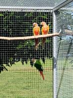 Pyrrhura molinea hypoxantha en pine apple 2024, Dieren en Toebehoren, Vogels | Parkieten en Papegaaien, Meerdere dieren, Parkiet