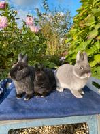 Kleurdwerg ram en voedster, Dieren en Toebehoren, Konijnen, Meerdere dieren, Dwerg