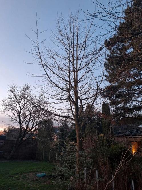 Boom zagen haardhout, Tuin en Terras, Haardhout, Stammen, Overige houtsoorten, 6 m³ of meer, Ophalen
