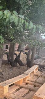 indische loopeendkuikens, Dieren en Toebehoren, Pluimvee, Eend