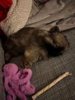 Mini pomeranian/ pomchi teefje, CDV (hondenziekte), Overige rassen, 8 tot 15 weken, Teef