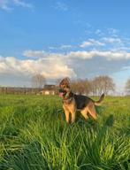 Duitse herder te koop, Dieren en Toebehoren, Teef, Eén hond, 3 tot 5 jaar, Herder
