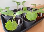 Courgette plantjes, Ophalen, Volle zon, Groenteplanten, Eenjarig