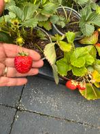 Aardbeiplanten, Ophalen of Verzenden, Minder dan 100 cm