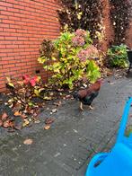 Haan Wyandotte gratis af te halen, Dieren en Toebehoren, Pluimvee, Mannelijk, Kip