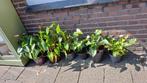 Diverse Anthurium's, Ophalen
