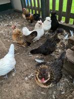 7 hennen watermaalse baardkriel, Dieren en Toebehoren, Vrouwelijk, Kip