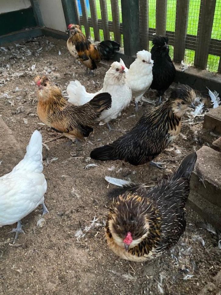 7 hennen watermaalse baardkriel, Dieren en Toebehoren, Pluimvee, Kip, Vrouwelijk