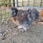 Groot gebaarde zijdehoen hanen., Dieren en Toebehoren, Pluimvee, Mannelijk, Kip