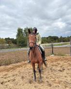 e pony , Welsh pony , mini paardjes, Dieren en Toebehoren, Pony's, 3 tot 6 jaar, L, Recreatiepony, Merrie