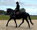 Bijrijder / bijrijdster aangeboden. Verzorgpaard gezocht, Dieren en Toebehoren, Stalling en Weidegang
