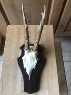 Ree geweitje, Ophalen of Verzenden