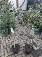 Ilex aquifolium argentea marginata, Ophalen, Hulst, Struik, 100 tot 250 cm