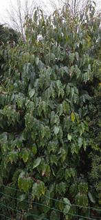 Gratis grote Portugese Laurierskers, Tuin en Terras, Ophalen, Struik, 250 cm of meer