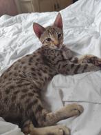 F6 savannah kittens, Dieren en Toebehoren, Katten en Kittens | Raskatten | Korthaar, Meerdere dieren, Gechipt, 0 tot 2 jaar