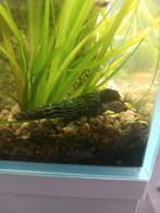 Tylomelania slakken, Dieren en Toebehoren, Vissen | Aquaria en Toebehoren, Ophalen, Zo goed als nieuw, Plant(en), Steen of Hout