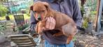 Mooie lieve pups *mogen al weg*, Dieren en Toebehoren, Honden | Niet-rashonden, CDV (hondenziekte), 8 tot 15 weken, Groot, Meerdere