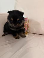Pomeriaan black and tan teefje, Dieren en Toebehoren, Honden | Chihuahua's en Gezelschapshonden, Overige rassen, 8 tot 15 weken