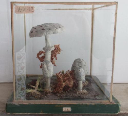 vintage botanisch model paddestoel in glazen plexi box h12, Antiek en Kunst, Curiosa en Brocante, Verzenden