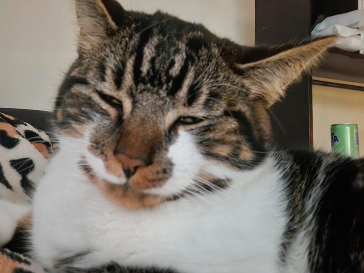 Kitten / Kat 7 maanden oud., Dieren en Toebehoren, Katten en Kittens | Overige Katten, Kortharig, Kater, 0 tot 2 jaar