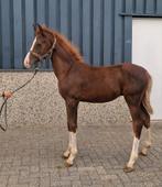 2 leuke d pony's, Dieren en Toebehoren, Pony's, Hengst, D pony (1.37m tot 1.48m), Gechipt, 0 tot 2 jaar