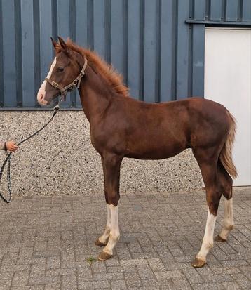 2 leuke d pony's beschikbaar voor biedingen