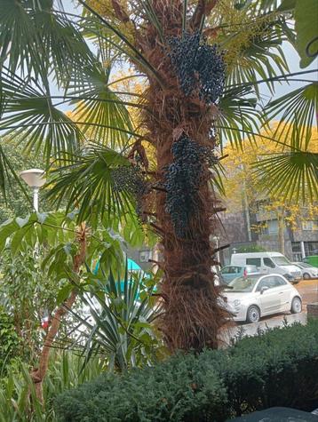 Trachycarpus fortunei zaailingen  beschikbaar voor biedingen