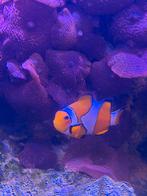 2x Amphiprion ocellaris (snowflake) - Clown-Anemoonvis en, Dieren en Toebehoren, Vis, Zoutwatervis
