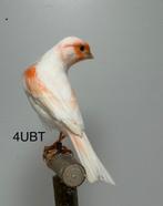 2 ivoor roodmozaiek mannen, Mannelijk, Kleurkanarie