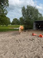 Gezocht! Stalling/weidegang omgeving Harderwijk, Weidegang, 1 paard of pony