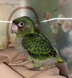 Jonge Jardine papegaaien, Dieren en Toebehoren, Vogels | Parkieten en Papegaaien, Meerdere dieren, Papegaai