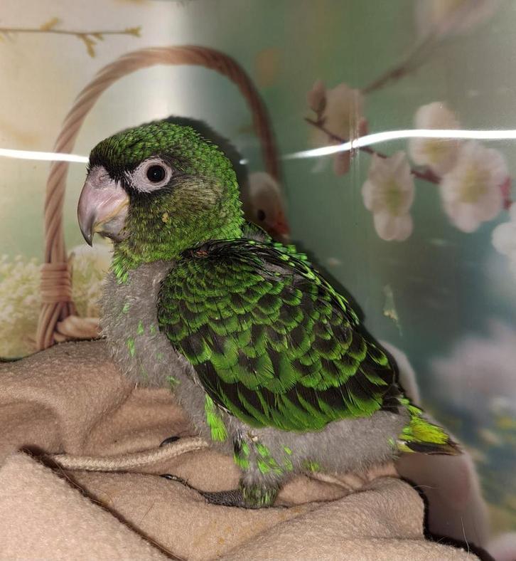 Jonge Jardine papegaaien, Dieren en Toebehoren, Vogels | Parkieten en Papegaaien, Papegaai, Meerdere dieren