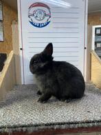Jonge dwergkonijnen handtam, Dieren en Toebehoren, Konijnen, Meerdere dieren, Dwerg