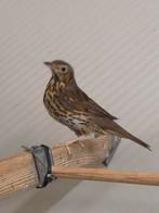 Diverse tropen en Europese cultuurvogels, Meerdere dieren, Wildzangvogel, Geringd