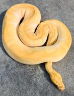 Clown combo Ball Python, Koningspython, Dieren en Toebehoren, Reptielen en Amfibieën, Slang, Tam, 3 tot 6 jaar