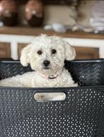 Gezocht dekreu toypoedel/maltipoo/dwergpoedel noordnederland, 1 tot 2 jaar, Teef, Eén hond, Nederland