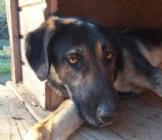 Lieve Pepita zoekt een gouden mandje!, Dieren en Toebehoren, Honden | Niet-rashonden, Middel, Teef, Particulier, Eén hond, Buitenland