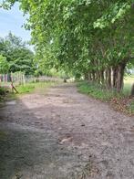 Doe-het-samen plek voor een shetlander/a-pony in Oud Gastel, Dieren en Toebehoren, Stalling en Weidegang, Weidegang, 2 of 3 paarden of pony's